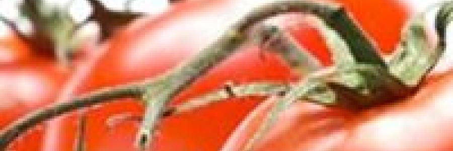 אוכל פלוס אתר מתכונים