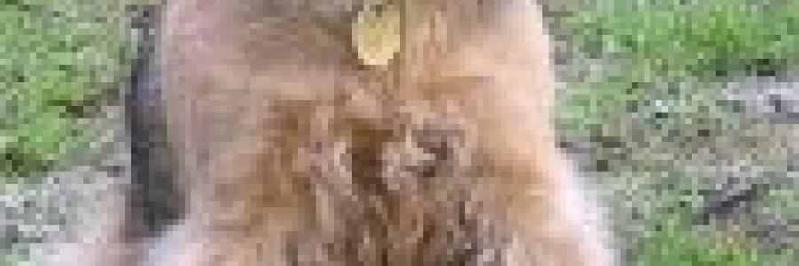 איירדייל טרייר