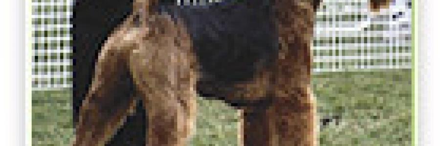 כלב איירדייל טרייר