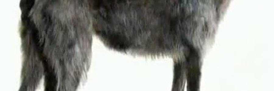 אייריש וולפהאונד