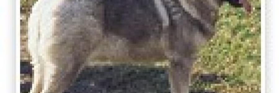 אלקהאונד נורבגי