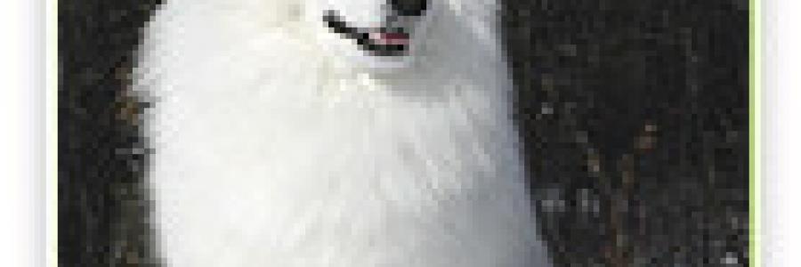 אסקימו אמריקאי