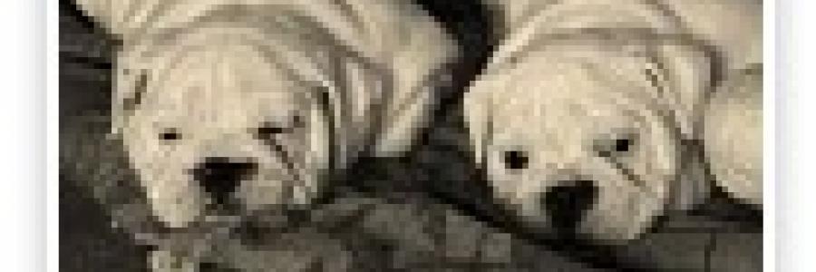 כלבי בולדוג