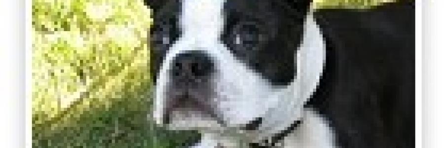 כלב בוסטון טרייר