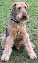 איירדייל טרייר