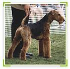 איירדייל טרייר