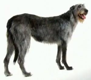 אייריש וולפהאונד