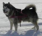 אלסקן מלמוט