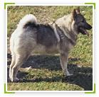 אלקהאונד נורבגי