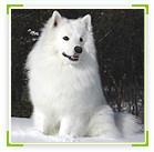 אסקימו אמריקאי