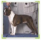 בוסטון טרייר