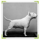 כלב בול טרייר