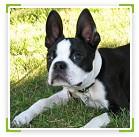 כלב בוסטון טרייר