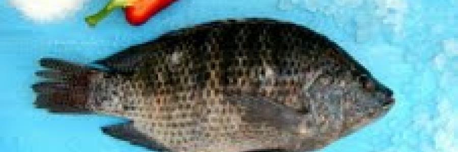 דג אמנון טרי- ערכים תזונתיים